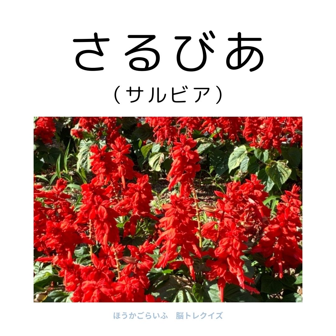 高齢者向け（無料）言葉の並び替えで脳トレしよう！文字（ひらがな）を並び替える簡単なゲーム【花の名前】健康寿命を延ばす鍵